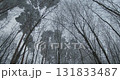 winter sky and frozen forest 131833487