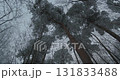 winter sky and tall trees 131833488