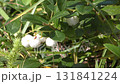 Fruit of Shiratamanoki 131841224