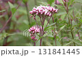 Fuji Bakama Flower 131841445