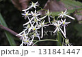 Flower of Dimongeishi 131841447