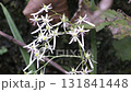 Flower of Dimongeishi 131841448