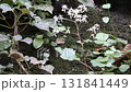 Flower of Dimongeishi 131841449
