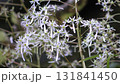Flower of Dimongeishi 131841450