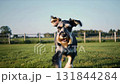 Active schnauzer dog running and jumping through the ring hurdle barrier in dog agility training field. 131844284