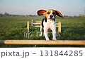 Beagle dog running and jumping over the obstacle at dog agility training field. 131844285