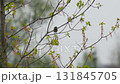 Male bluethroat Luscinia svecica with bright blue chest sings captivating courtship song on green branch. Bluethroat melody and appearance to attract a mate. Beauty of nature. Behavior of wild birds 131845705