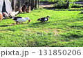 Young Loman Brown chickens in the pen eating food and pecking  131850206