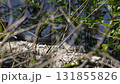Common Grass Snakes, Natrix natrix, Basking on a Spring Day 131855826