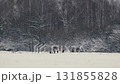 Konik Horses Enduring a Snowstorm in a Winter Landscape 131855828