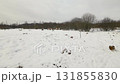 Wild Horses on Snowy Field: Winter Cloudy Landscape 131855830