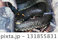 Common Grass Snakes, Natrix natrix, Basking on a Spring Day 131855831