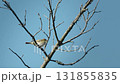 Common Chiffchaff Singing on a Tree in the Sunlight 131855835