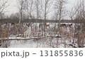 Wild Konik Horse Grazing and Playing in Snowy Belarus Field Close-Up 131855836