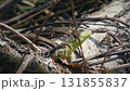 Sand Lizard Lacerta Agilis Basking in Spring Sunlight 131855837