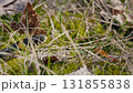 Viper Slithering Over Grass and Leaves in a Sunlit Forest 131855838