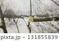 Winter Forest Landscape: Grazed Tree Branch 131855839