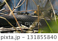 Grass Snakes Warming on a Branch in the Sun 131855840