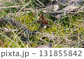 Snake in Spring Wilderness Crawling Through Moss and Grass 131855842
