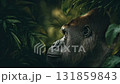 密林のゴリラ 131859843