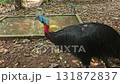 A close-up video shows a large, flightless cassowary with shaggy black feathers and a striking blue and red neck standing calmly in a zoo enclosure, occasionally lifting its head to look around agains 131872837