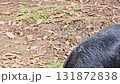 A close-up video shows a large, flightless cassowary with shaggy black feathers and a striking blue and red neck standing calmly in a zoo enclosure, occasionally lifting its head to look around agains 131872838