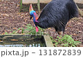 A close-up video shows a large, flightless cassowary with shaggy black feathers and a striking blue and red neck standing calmly in a zoo enclosure, occasionally lifting its head to look around agains 131872839
