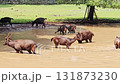 A small group of brown deer or sambar stags are captured standing and moving through a shallow, murky water hole or pond.  131873230