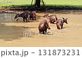 A small group of brown deer or sambar stags are captured standing and moving through a shallow, murky water hole or pond.  131873231