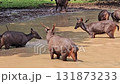 A small group of brown deer or sambar stags are captured standing and moving through a shallow, murky water hole or pond.  131873233