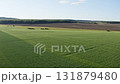 Green wheat field growing under summer sky with forest in background 131879480