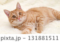 cute red cat on a light background 131881511