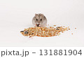 Cute gray hamster eats grain 131881904