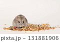 Cute gray hamster eats grain 131881906