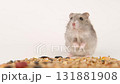 Cute gray hamster eats grain 131881908