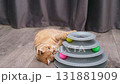 A cute red cat plays with balls 131881909