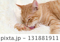 cute red cat on a light background 131881911