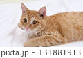 cute red cat on a light background 131881913