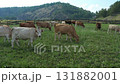 Cows graze peacefully in a fenced pasture, surrounded by lush grass and a picturesque mountain backdrop under a blue sky 131882001
