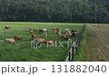 Cattle graze on lush green pastures beside a wooden fence, creating a peaceful rural landscape in the summer 131882040