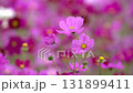 宇宙 131899411