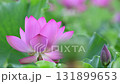 一朵蓮花 131899653