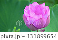 一朵蓮花 131899654