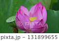 一朵蓮花 131899655