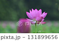 一朵蓮花 131899656