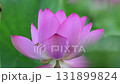 一朵蓮花 131899824