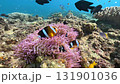 Clownfish and sea anemones living on a coral reef 131901036