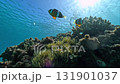 Clownfish and sea anemones living on a coral reef 131901037