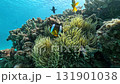 Clownfish and sea anemones living on a coral reef 131901038