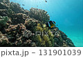 Clownfish and sea anemones living on a coral reef 131901039